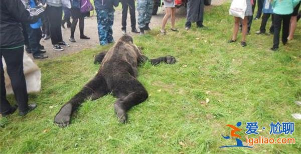 日本棕熊尸体内发现人体残骸，人体残骸看一点[人体残骸]？