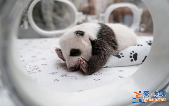 旅俄大熊猫幼崽准备取啥名？“喀秋莎”领先？