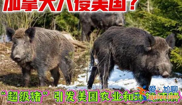 加拿大超级猪入侵美国 超级猪入侵美国看一点？
