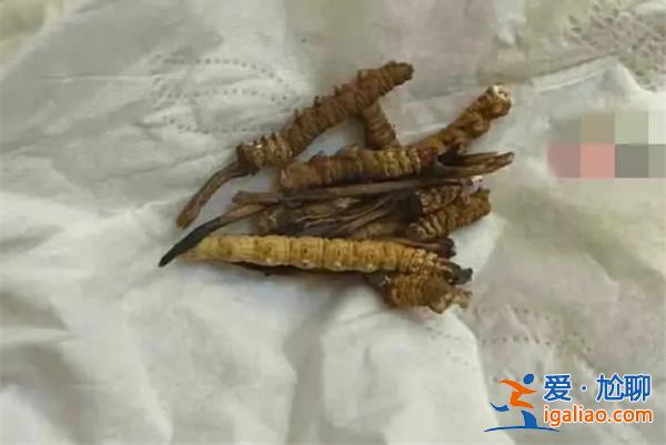 小猫吃20根虫草[虫草]？