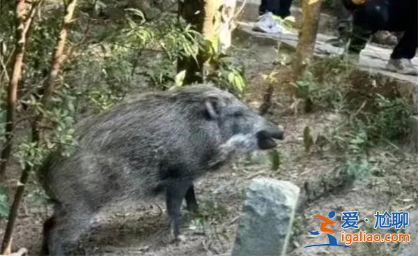 野猪被投喂成网红猪[网红猪]？