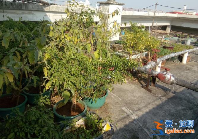 长沙老人把小区楼顶“开垦”成菜园 规模巨大震惊邻居 目前正清除？