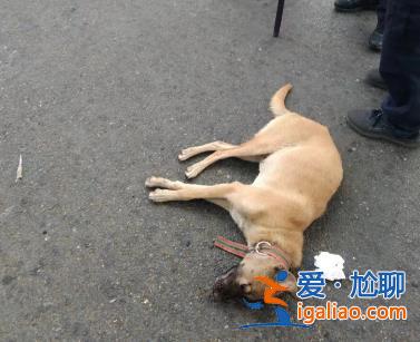 还在找狗主人？