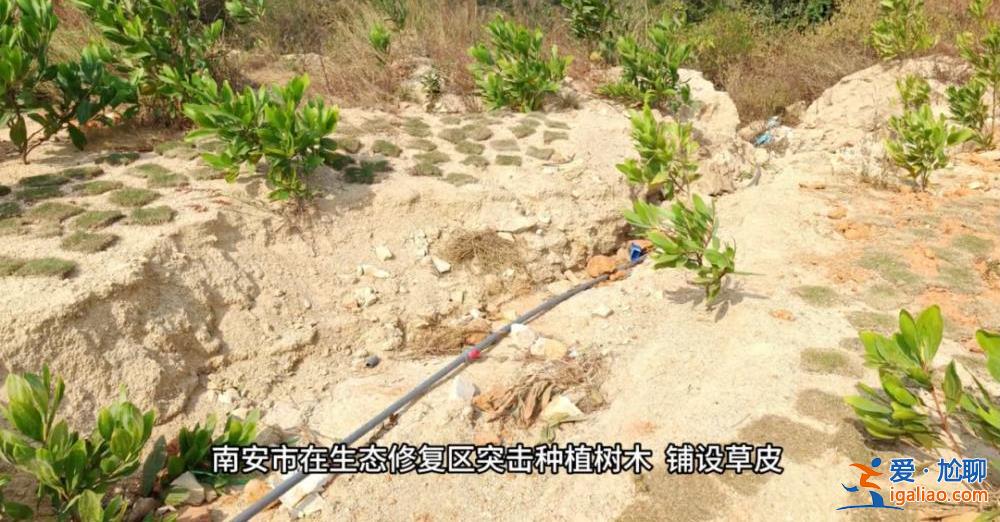 督察进驻前夕突击种树铺草 部分已枯死？