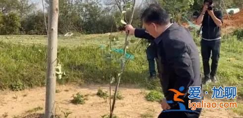 督察进驻前夕突击种树铺草 部分已枯死？