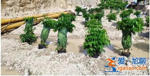 督察进驻前夕突击种树铺草 部分已枯死？