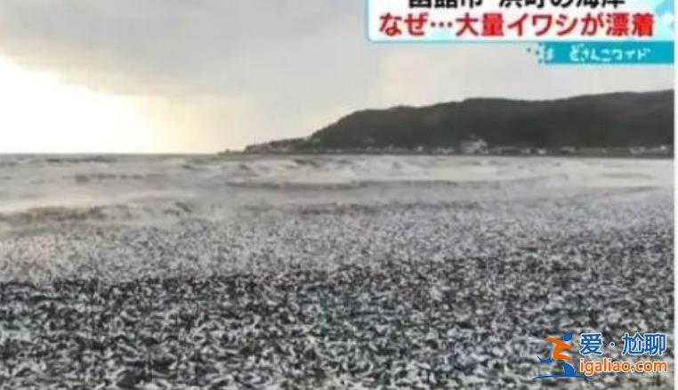 日本北海道海岸现大量沙丁鱼尸体，官方给出以下说法[沙丁鱼]？