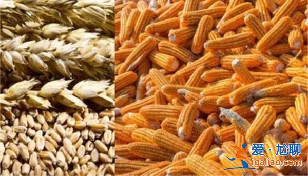 玉米小麦价格分化 12月11日麦价上涨 玉米价如何 详细信息？