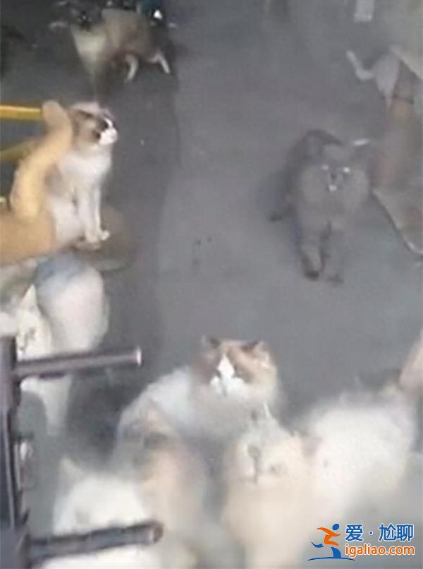 猫咖20只猫饿到互相残杀，店主给出以下说法[20只猫]？