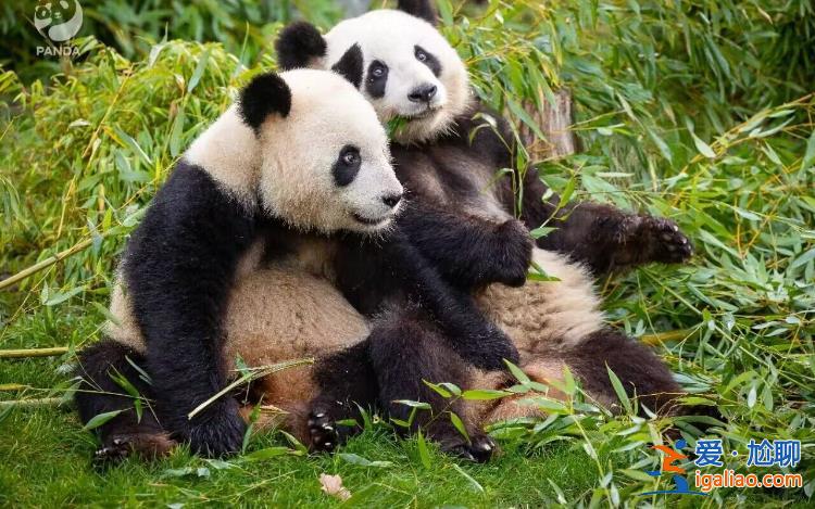 旅德大熊猫“梦想”和“梦圆”平安抵达成都？