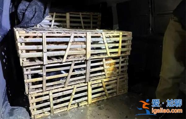一辆载有950余只猫的运猫车为何被拦截，为什么拦截运猫车[运猫车]？