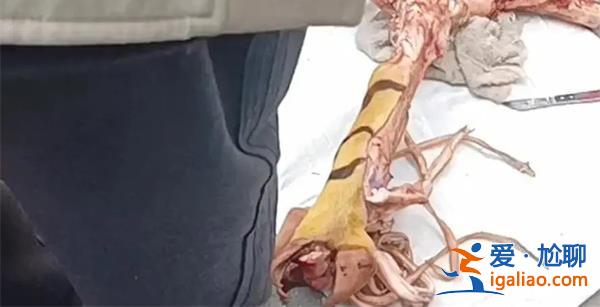 有人在菜市场卖老虎腿骨是真的吗，警方回应了什么[菜市场买卖]？