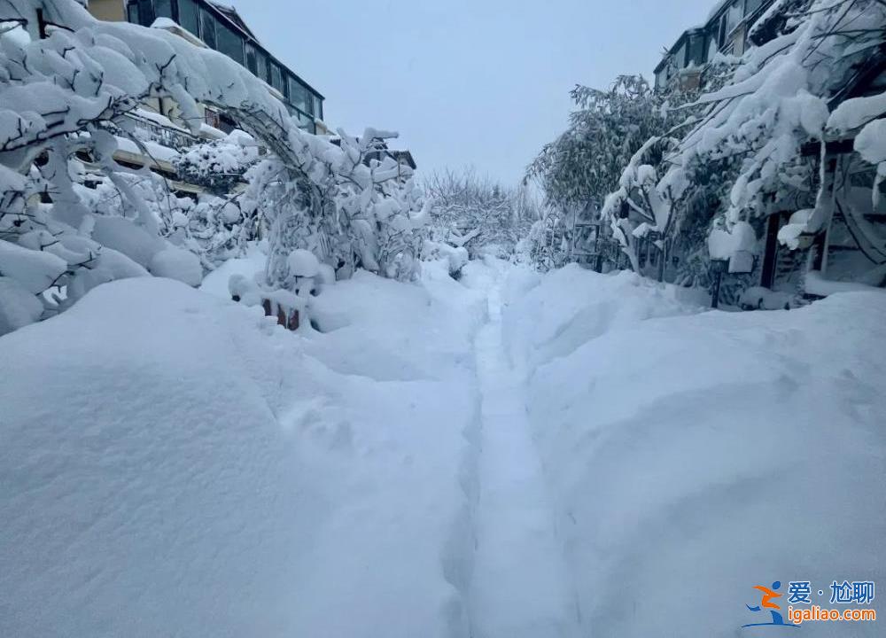 山东积雪深74厘米 烟台动物园只剩长颈鹿露个头？园方回应？