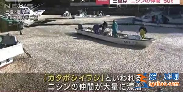 日本大批水鸟死亡？