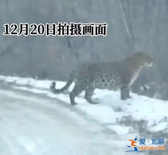 是被东北虎咬死的？