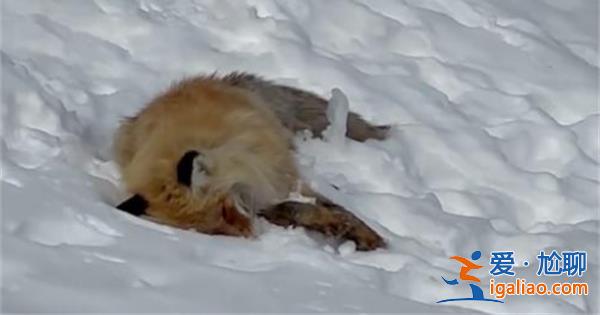 网红狐狸死在雪地里，网红狐狸死在雪地里是真的吗[网红狐狸死亡真实性]？