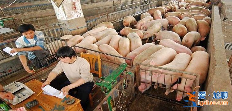6涨17跌猪价跌势反扑下跌元凶是什么 1月19日猪价如何？