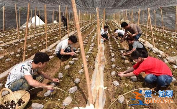 为什么年轻人不愿意种地?官方调研，年轻人种地越来越少吗[官方调研]？