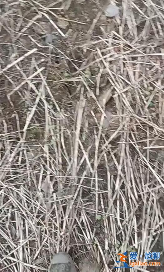 云南镇雄山体滑坡致47人被埋 村民称山体曾出现裂缝 “每天在地震”？