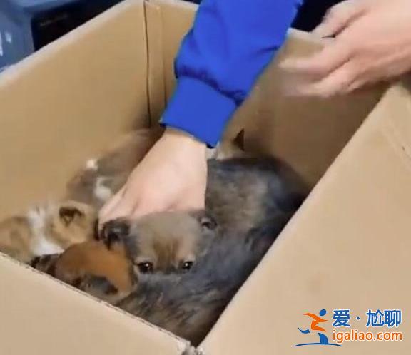 6只刚出生狗仔被人掰断腿骨，究竟发生了什么[不爱请别伤害]？
