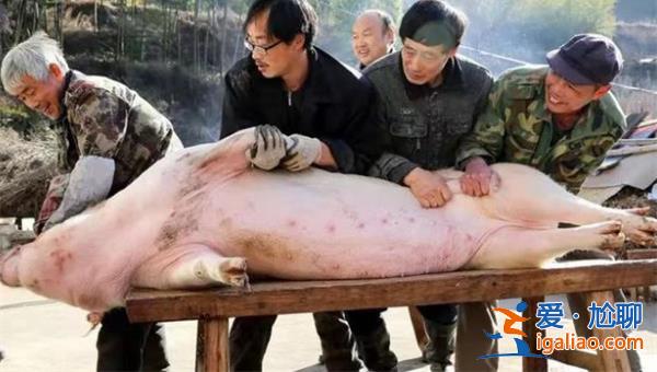 农村私自宰杀年猪为何被抵制，农村可以私自宰杀年猪吗[年猪]？