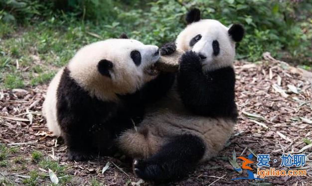 大熊猫和叶性别转换  究竟是不是女孩？