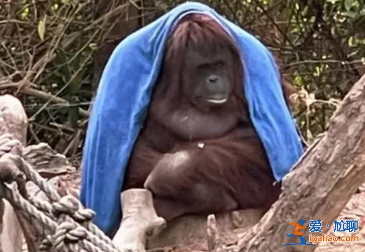 广州动物园猩猩冷到披上毯子，，网友喊话官方说什么[猩猩]？