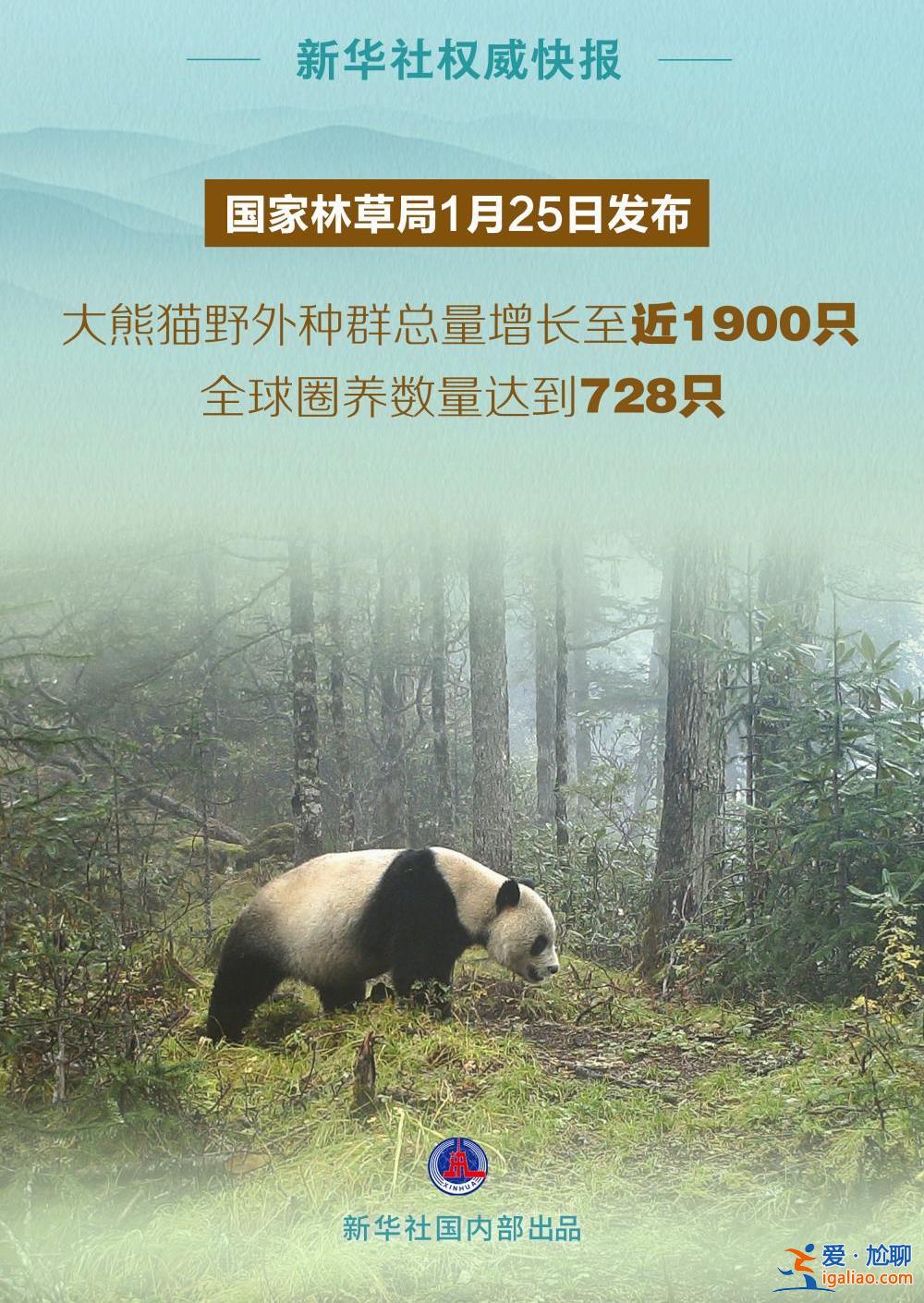 大熊猫野外种群总量增长至近1900只？