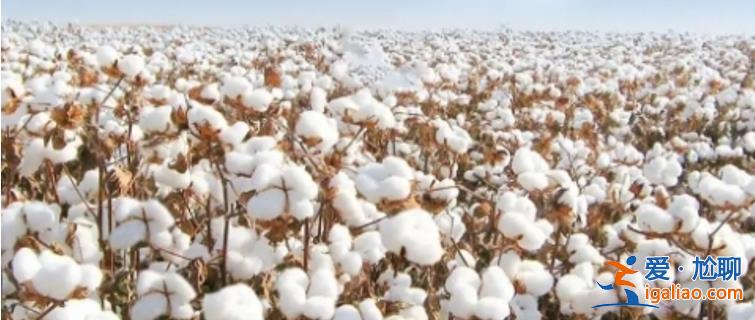 美国棉花生产前瞻 2024年美棉产量增长多少有何变化？
