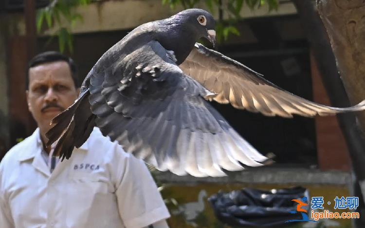印警方关押“中国间谍鸽”长达8个月 结果发现是中国台湾赛鸽？