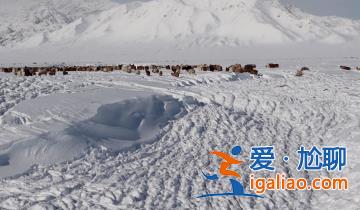蒙古国近66.8万头牲畜因严寒与暴风雪天气死亡？