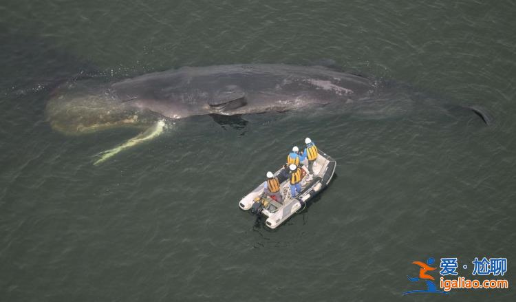 越来越多鲸鱼在日本大阪湾搁浅 当地专家称气候变化所致？