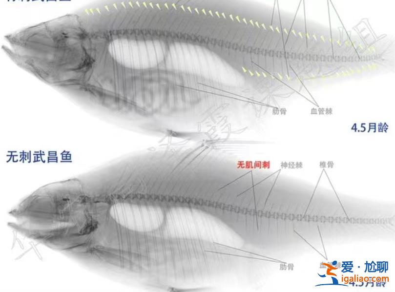 上链接？