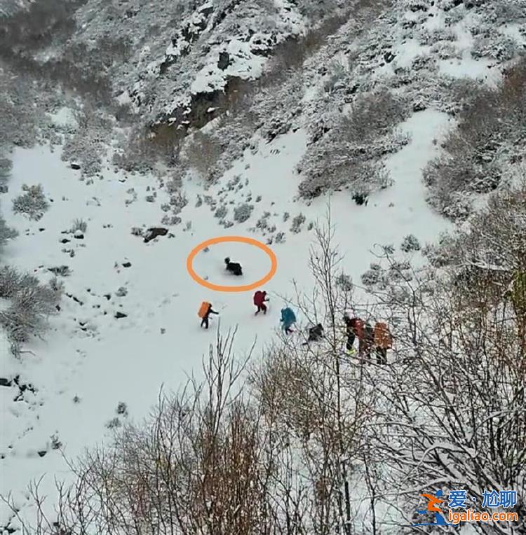 博主称登山队在雪地遭野牦牛攻击 定位显示为自然保护区 官方回应？