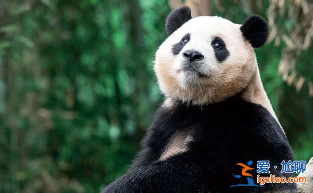 韩民众请求政府向中国续租大熊猫“福宝” 韩政府相关部门将讨论？