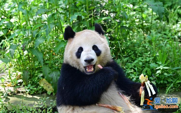定了！大熊猫“云川”和“鑫宝”将赴美 期限10年？
