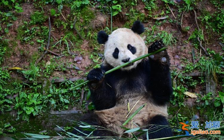 定了！大熊猫“云川”和“鑫宝”将赴美 期限10年？