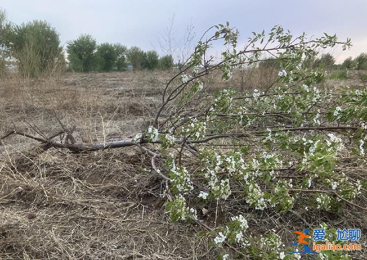 农业大县的“荒沼”治理与耕地整治之困？