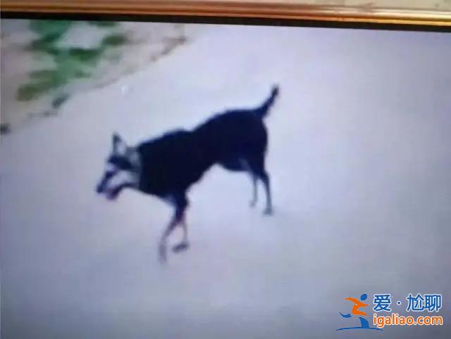 3岁男童被恶犬咬伤18天后离世 一连串问号需要拉直？