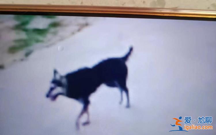 仍无犬主线索 疾控部门调查狂犬病毒免疫失败事件？