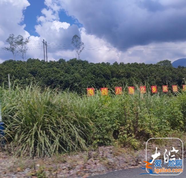 家门反锁 不敢上山采八角？