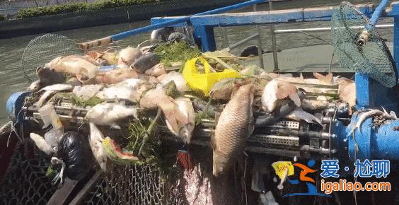 越“规范”越严重？上海苏州河现大量无序放生 最多1天捞1吨死鱼？