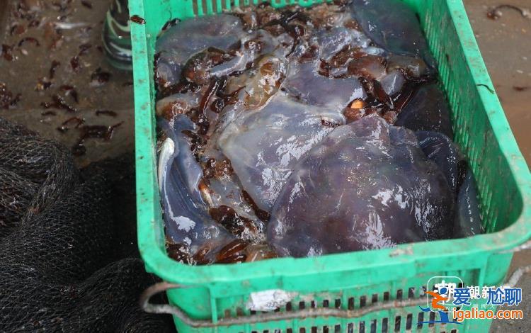 循泵房面临被堵 员工24小时抓海蜇？
