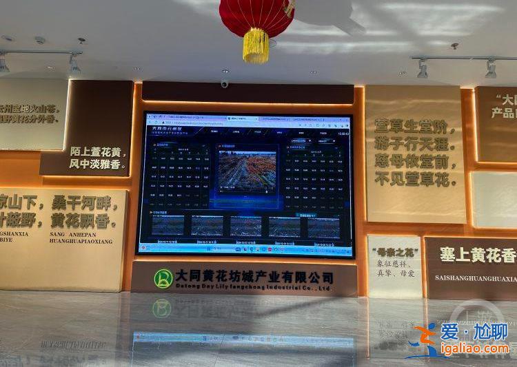 “城”势而上丨当黄花插上数字科技的翅膀？