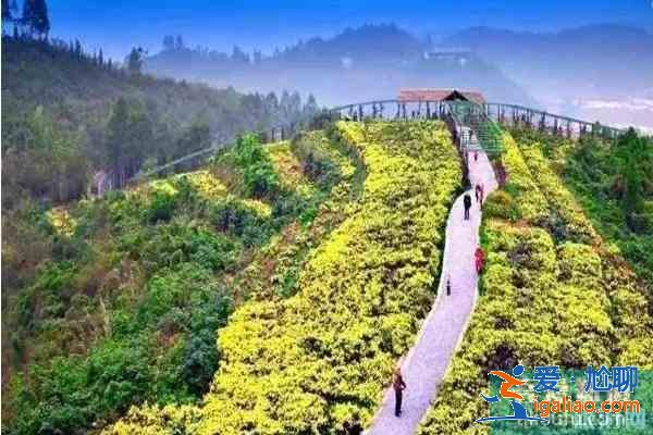 四川金堂赏花哪个地方好？