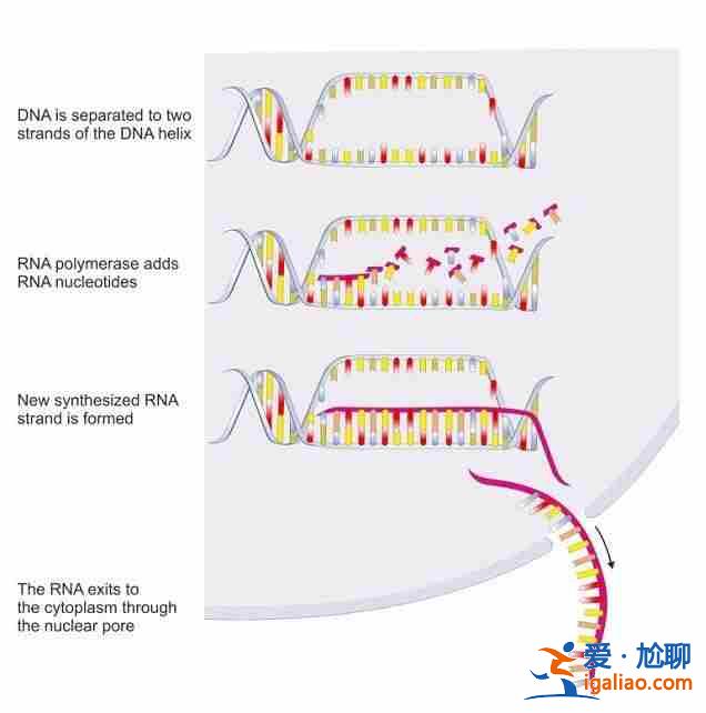 说一说贵阳助孕生儿子【帮您圆梦】？