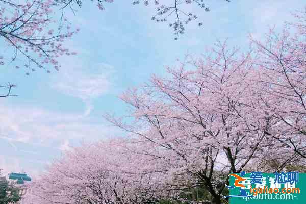 2021武大樱花赏花时间 武大樱花2021年怎么预约？