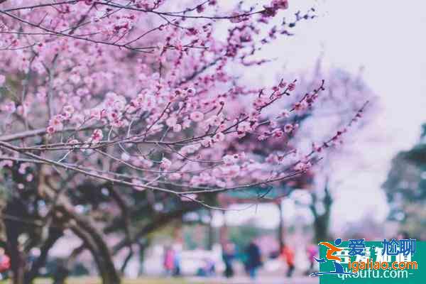 2021武大樱花赏花时间 武大樱花2021年怎么预约？