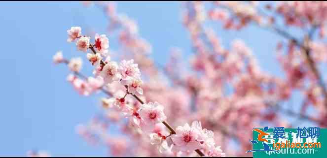 扬州赏花最佳地点推荐 2021年扬州樱花什么时候开花？