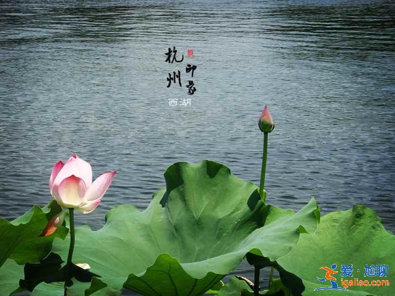 西湖曲院风荷在哪，曲院风荷地址，曲院风荷攻略？